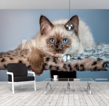 Picture of A beautiful fluffy kitten with big blue eyes is lying on the spotted rug and looking at you
